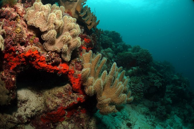 Mushroom Leather Coral, Sarcophyton, Malaysia